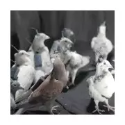 Russia's Spy Pigeons: Brain Implants Control Flocks for Surveillance