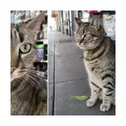 San Francisco's Beloved Shop Cat KitKat Killed by Waymo Robotaxi - Community Outrage Grows