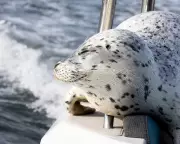 Seal's Dramatic Escape from Orcas by Jumping onto Photographer's Boat