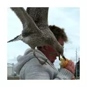 Shouting Works Best to Stop Seagulls Stealing Food, Study Finds