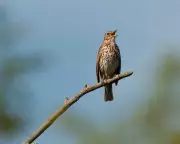 Song Thrush's Melody: A Winter Chorus of Pure Joy