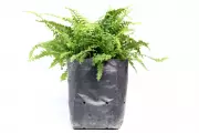 The Plastic Bag Plant Rescue: Can This Simple Hack Revive Your Dying Fern?