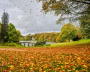 The Silent Wind: Uncovering the Science Behind Nature's Autumn Symphony