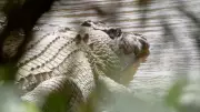 Traditional Owners Demand Return of 'Old Faithful' Crocodile from Australia Zoo in Cultural Dispute