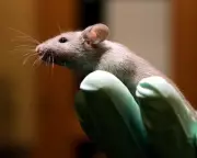 UK Animal Testing: 2.8 Million Lives and a Scientific Crossroads