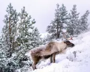UK's First Major Snowfall Brings 7cm Blanket and Wintry Hazards