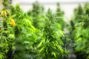 US Hemp Industry Faces Crisis Over McConnell's 0.4mg THC Ban
