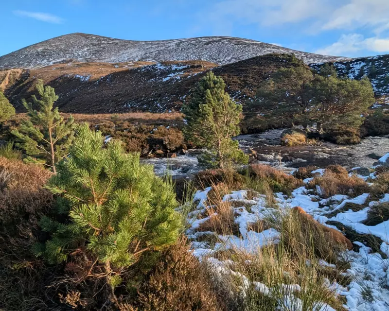 Cairngorms' Ancient Forest Stages Quiet Comeback Amidst Winter's Grip