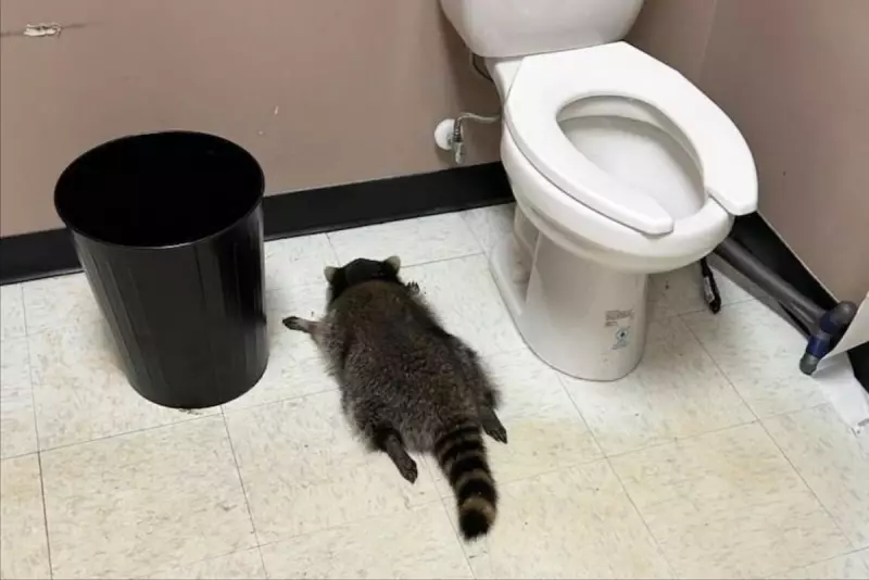 Drunk Raccoon Wreaks Havoc in Virginia Liquor Store After Bender