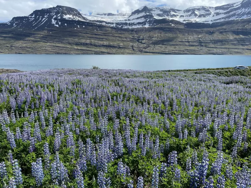 Iceland's Battle: Invasive Nootka Lupins Threaten Native Ecosystems