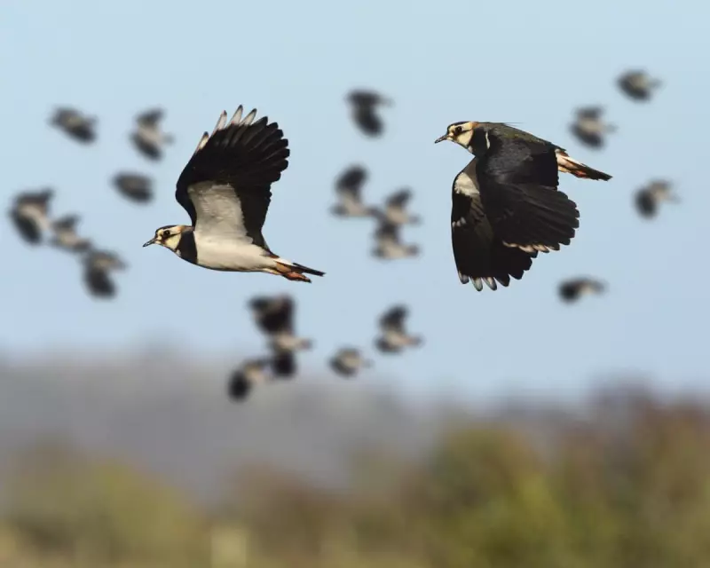 Lapwings Return to Somerset Levels After Decades of Absence