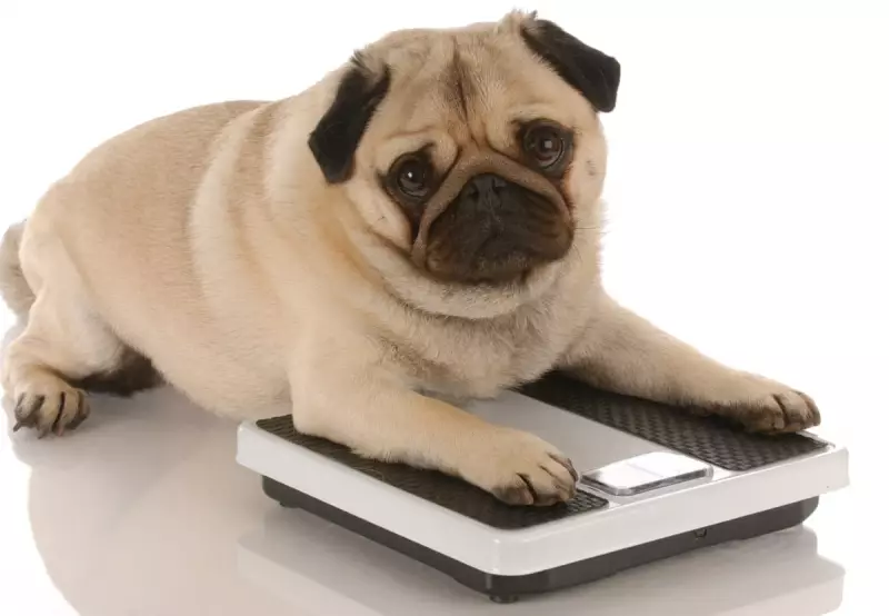 Ozempic for Pets: Could Weight-Loss Jabs End the Era of Britain's Plump Dogs and Cats?