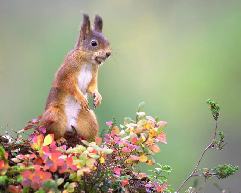 Red Squirrel Range Grows 25% in Highlands After Decade of Rewilding