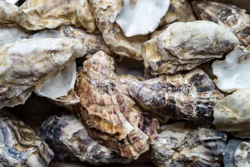 South Australia's Oyster Shell Recycling: A Tasty Solution to Algal Blooms