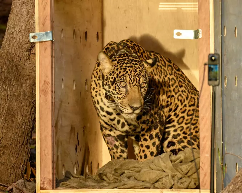 Wildlife Roundup: A Hungry Deer, a 75-Year-Old Albatross, and Urban Raccoons