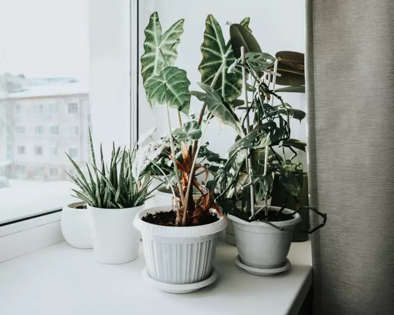 Winter Houseplant Survival Guide: 5 Steps to Protect Your Plants from Central Heating
