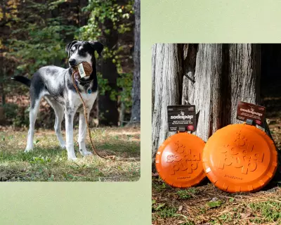 8 Eco-Friendly Dog Toys Put to the Test by a 65lb 'Toy-Destroying Machine'