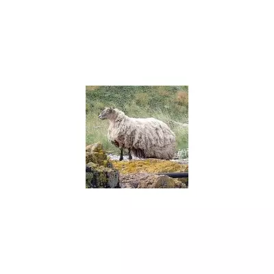 Britain's 'Loneliest Sheep' Fiona Expecting Twins After Dramatic Weight Loss