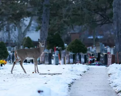 Canada's Deep Freeze Hits -55.7C as US Sees Warmest Christmas