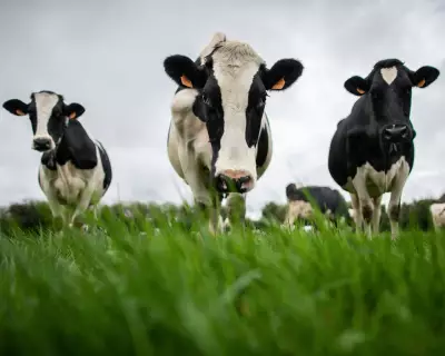 China Slaps EU Dairy with Tariffs Up to 42.7% in Trade Tension Escalation