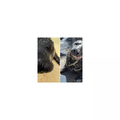 Cornish Seal Sanctuary's 2025 Naughty & Nice List Revealed