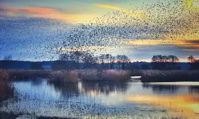 From Starling Murmurations to Dark Skies: 10 Best UK Winter Activities