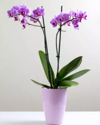 Ice Cube Watering Hack: Does It Work for Your Houseplants?