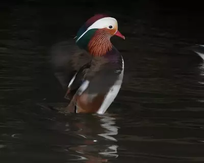 Mandarin Duck's UK Return Sparks Hope for Biodiversity Revival
