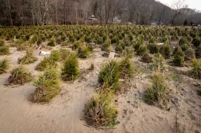 North Carolina Christmas Tree Farmers Rebound with Optimism After Hurricane Helene