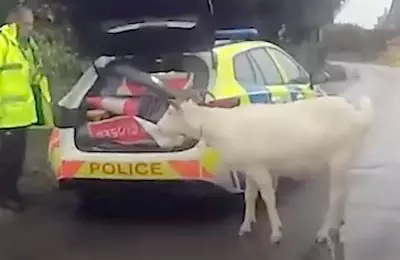 Riot Shields & Lasso: Wiltshire Police Recapture Rampaging Goat