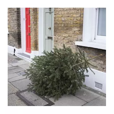 Southwark Festive Bin Collection Changes: Revised Dates & Free Tree Pickup