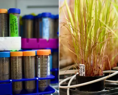 US Fungal Library Faces Closure: 900+ Vital 'Ecosystem Engineer' Strains at Risk