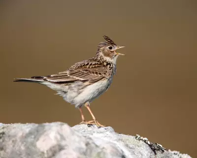 Winter Birdsong Surge in UK: Climate Signal or False Spring?