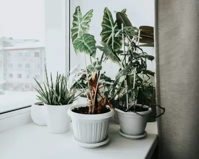 Winter Houseplant Survival Guide: 5 Steps to Protect Your Plants from Central Heating