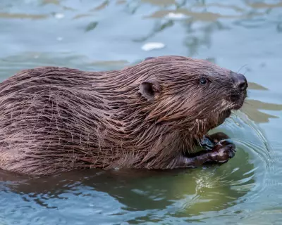 Zurich's Beaver Hotline: How a Swiss Canton Manages Winter Mayhem