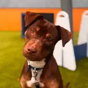 11 Battersea Cats and Dogs Seek Forever Homes in 2026