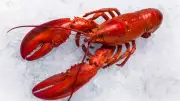 $400,000 Lobster Shipment Stolen in US Costco Supply Chain Heist