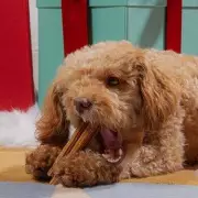 46p Festive Dog Treat Cleans Teeth & Is 'Tasty as Heck' in UK Sale