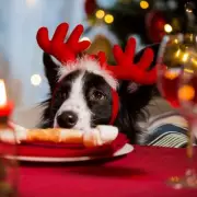 7 Deadly Christmas Foods for Dogs: Vet Warning to UK Pet Owners