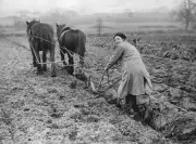 A Wagtail's Winter: 1925 Diary Reveals a Bird Defying Migration