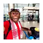 AI 'Brainrot' Videos Earn £90m Yearly on YouTube, Study Reveals