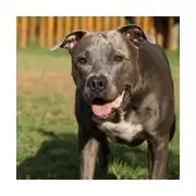 British boy, 2, killed by chained pitbull in Greece: Parents charged