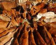 China Slaps 55% Tariff on Australian Beef, Threatening Key Export Trade