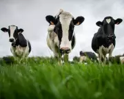 China Slaps EU Dairy with Tariffs Up to 42.7% in Trade Tension Escalation