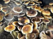 Conservative Shift: US Right Champions Psychedelic Ibogaine for Veteran PTSD