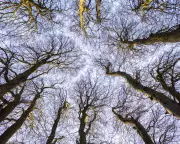 Crown Shyness and Coppicing: A 500-Year-Old Lime Tree's Story in Northamptonshire