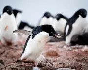 From Pebbles to Spitballs: The Animal Kingdom's Guide to Perfect Gift-Giving