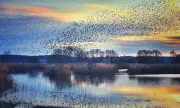 From Starling Murmurations to Dark Skies: 10 Best UK Winter Activities