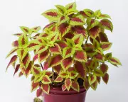 Houseplant Hack: Does Washing-Up Liquid Kill Pests? The Surprising Answer