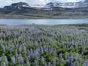 Iceland's Battle: Invasive Nootka Lupins Threaten Native Ecosystems